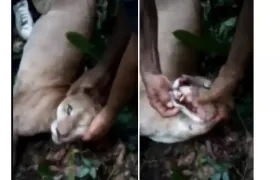 Imágenes del animal cazado.