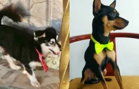 Mascotas extraviadas en los barrios José Antonio Galán y El Silencio, respectivamente. 