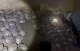 Parte del decomiso de hicoteas.