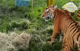 El tigre nunca salió el parque, aclaró la Hacienda Nápoles.