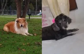  'Sasha' se extravió por el Buenavista, y 'Muñeca' en el barrio El Santuario.