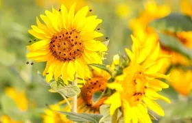 Las abejas 'enreda cabello' en los girasoles.