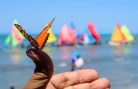 Exposición a gran formato “Mariposas marinas”. 