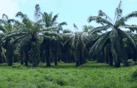 La plaga amenaza a las miles de hectáreas sembradas.