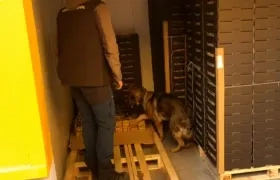 Guardia Civil de España en pleno operativo de la carga de fruta en la que fueron decomisados 30 kilos de cocaína