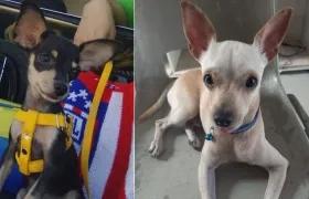 'Susi Valentina' y 'Scrappy David' están perdidos.