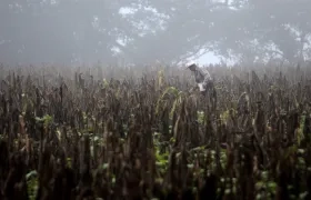 Imagen de referencia.