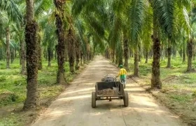 Entre enero y abril de este año la producción de palma de aceite alcanzó 728.600 toneladas