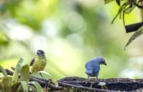 Dos aves tangaras en Ecuador.