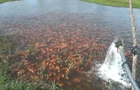 Cultivo de tilapias