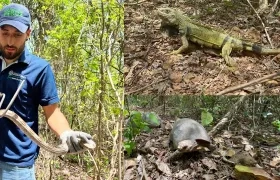 Autoridad ambiental de Barranquilla devolvió a su hábitat a animales silvestres.