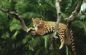 En Colombia la cacería del jaguar es un delito