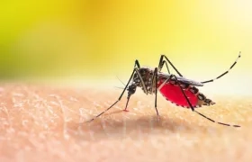 La malaria se transmite por la picadura de mosquito. 