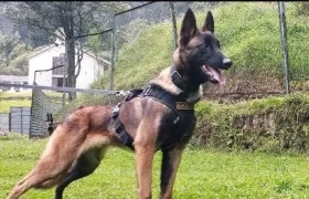 Wilson el perro desaparecido en la selva del Guaviare.