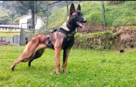 Estampa de 'Wilson' en pleno entrenamiento.