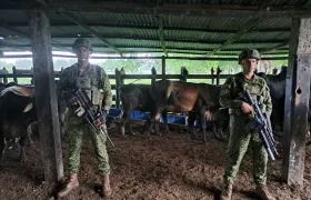 Miembros de la Armada custodian los semovientes recuperados
