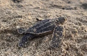 Las tortugas Laúd crecen hasta dos metros de largo y superan los 907 kilos