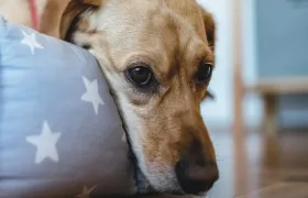 Mascotas con estrés por fuegos artificiales.