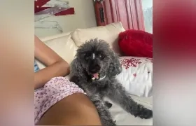 'Molly' requiere control médico