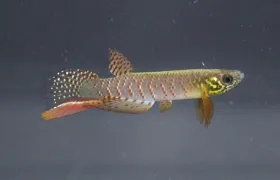 Fotografía sin fechar cedida por Heinz Arno Drawert, que muestra un pez que puede sobrevivir fuera del agua