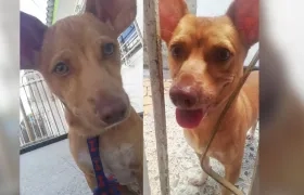 'Tom', mascota perdida.