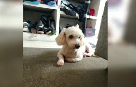 'Milu', mascota perdida. 