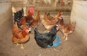 Imagen de referencia.