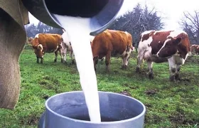 Imagen de referencia.