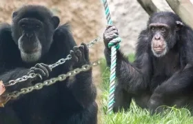 'Pancho' y 'Chita', los chimpancés del Bioparque Ukumarí que escaparon y fueron baleados.