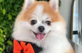 El canino es raza Pomeranian.