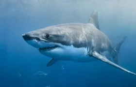 Fotografía referencia de un tiburón