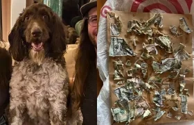 'Cecil' la mascota que se comió el dinero.