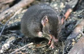 Fotografía de un "'antechinus" oscuro macho en un recinto naturalista situado en Cape Otway, Australia.