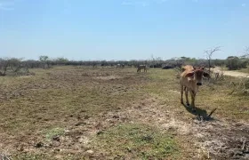 Sequía en Atlántico.