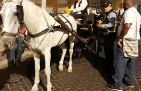 Operativos del DATT en Cartagena para vigilar caballos cocheros