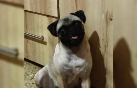 'Abby', mascota perdida. 