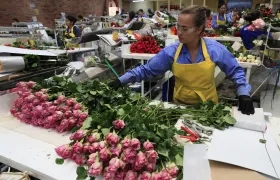 Rosas en la hacienda Mongibello en Chía.