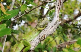 Uno de los ejemplares liberados en una laguna reforestada.