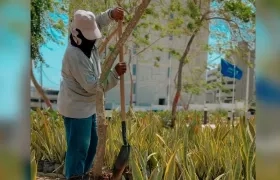 Siembra de árboles en los parques de Barranquilla