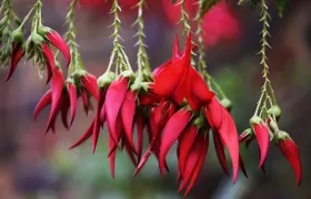 Flores de 'Clianthus puniceus', en peligro de extinción.