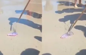 Fragata portuguesa hallada en playas de Bocagrande. 