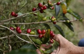 Cultivo de café en Bello, Antioquia