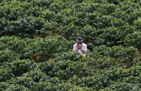 Cultivo de café en Colombia. 