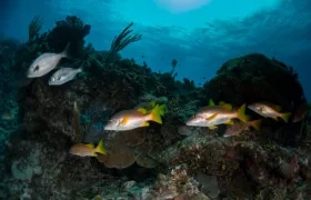 Científicos descubrieron al menos 50 especies nuevas.