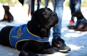 Imagen de referencia de perro de asistencia