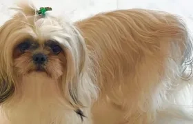 'Sasha', la shitzu extraviada en el barrio El Golf