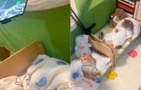 El video polémico con los gatos en la 'comodidad' de sus camas
