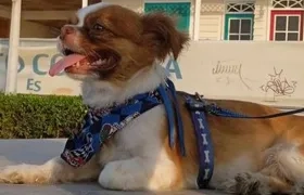 ‘Tommy’ lleva puesto un arnés azul.