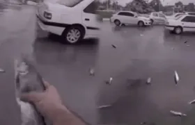 Lluvia de peces en Irán.