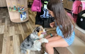 Las mascotas son el apoyo emocional de muchas personas.